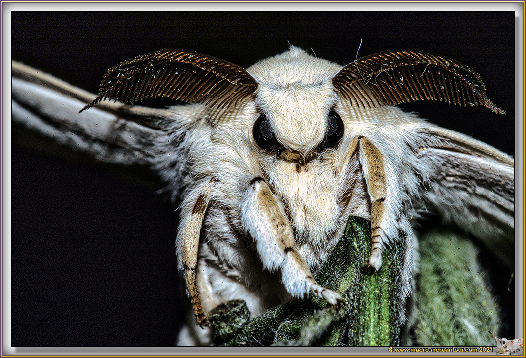 BOMBYX